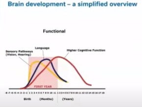 Brain Development