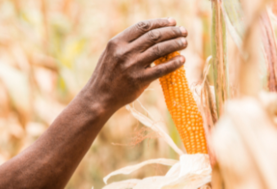 Picking corn