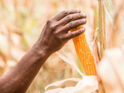 Picking corn