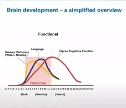 Brain Development Brain Development