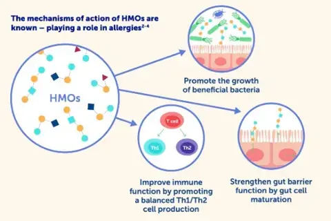HMOs in Allergies: Current Understanding HMOs in Allergies: Current Understanding